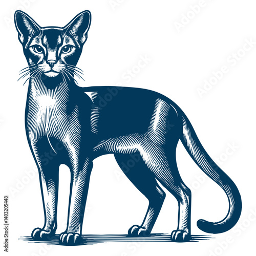 abyssinian cat vector