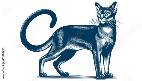 abyssinian cat vector