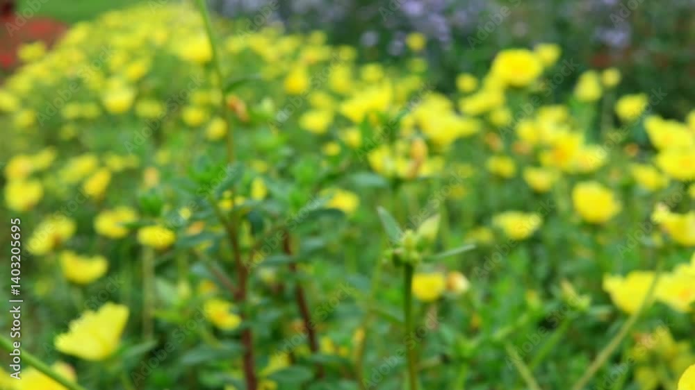 field of dandelions, photo shot made blurry which looks beautiful field of dandelions, photo shot made blurry which looks beautiful