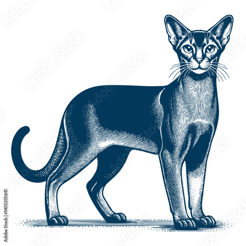 abyssinian cat vector
