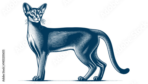 abyssinian cat vector