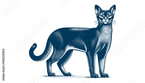 abyssinian cat vector