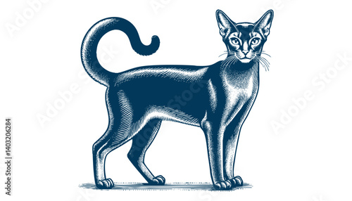 abyssinian cat vector