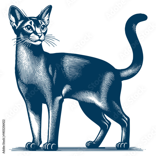abyssinian cat vector