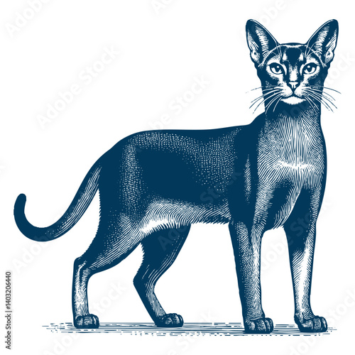 abyssinian cat vector