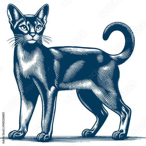 abyssinian cat vector
