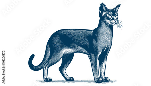abyssinian cat vector