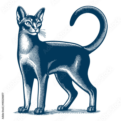 abyssinian cat vector