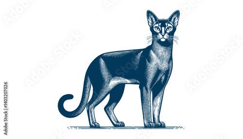 abyssinian cat vector