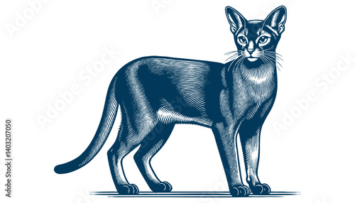 abyssinian cat vector