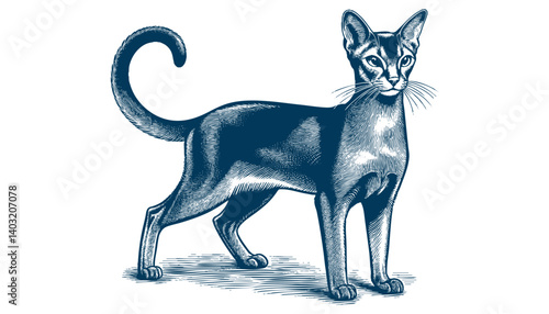 abyssinian cat vector
