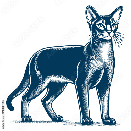 abyssinian cat vector