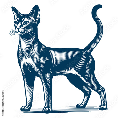 abyssinian cat vector