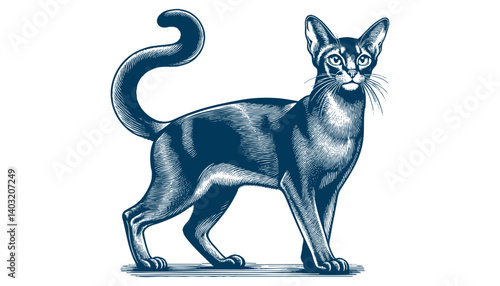 abyssinian cat vector