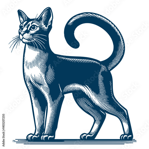 abyssinian cat vector