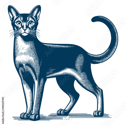 abyssinian cat vector