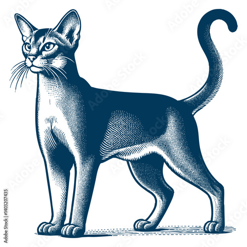 abyssinian cat vector