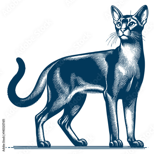 abyssinian cat vector