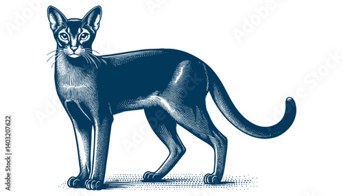 abyssinian cat vector