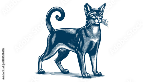 abyssinian cat vector