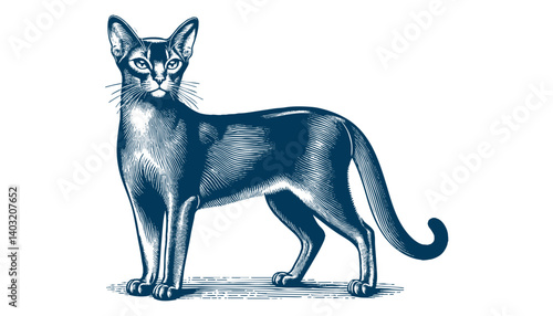 abyssinian cat vector