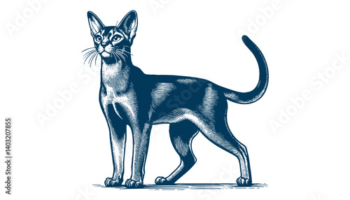 abyssinian cat vector