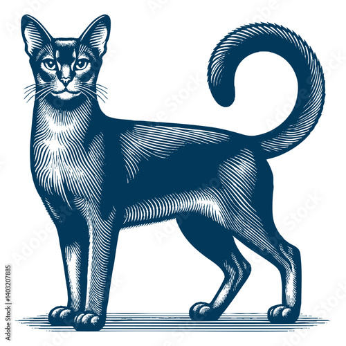 abyssinian cat vector