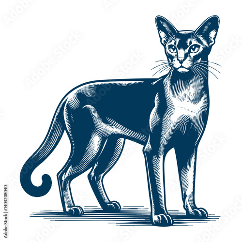 abyssinian cat vector