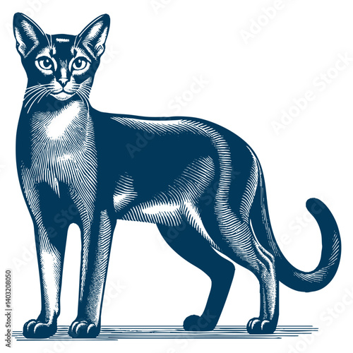abyssinian cat vector