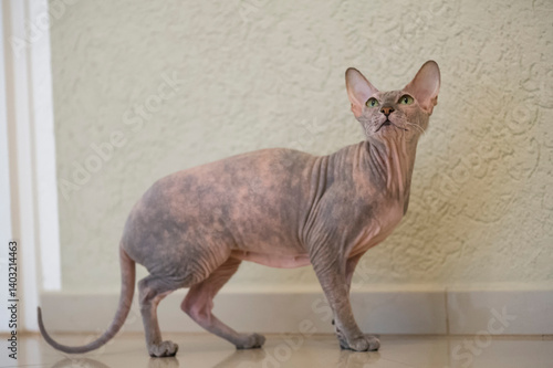Porträt einer Don Sphynx Katze