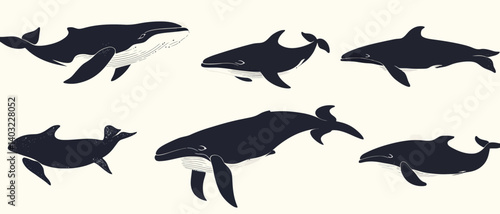 Whale dolphin ocean animal illustration marine life sea creature artwork set
