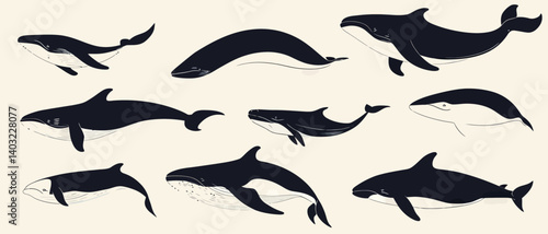 Whale vector graphic collection marine life ocean creature illustration art