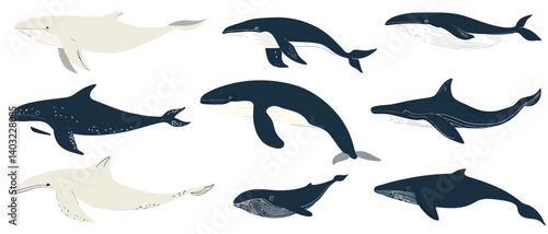 Vector illustration of different whales and dolphins ocean wildlife art