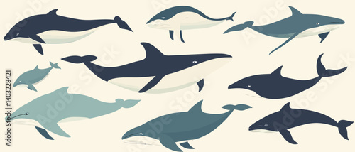 Illustration of ocean mammals various dolphins and whales marine wildlife art