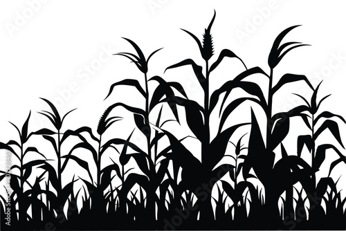 A corn field silhouette vector illustration on white background 