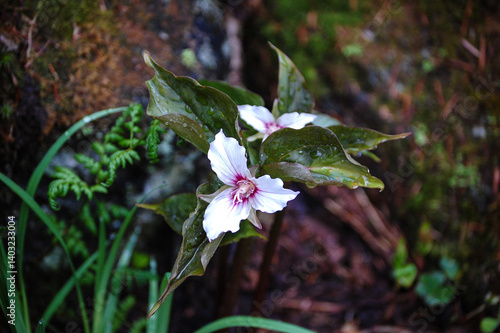 Painted Trillium 
Trillium undulatum