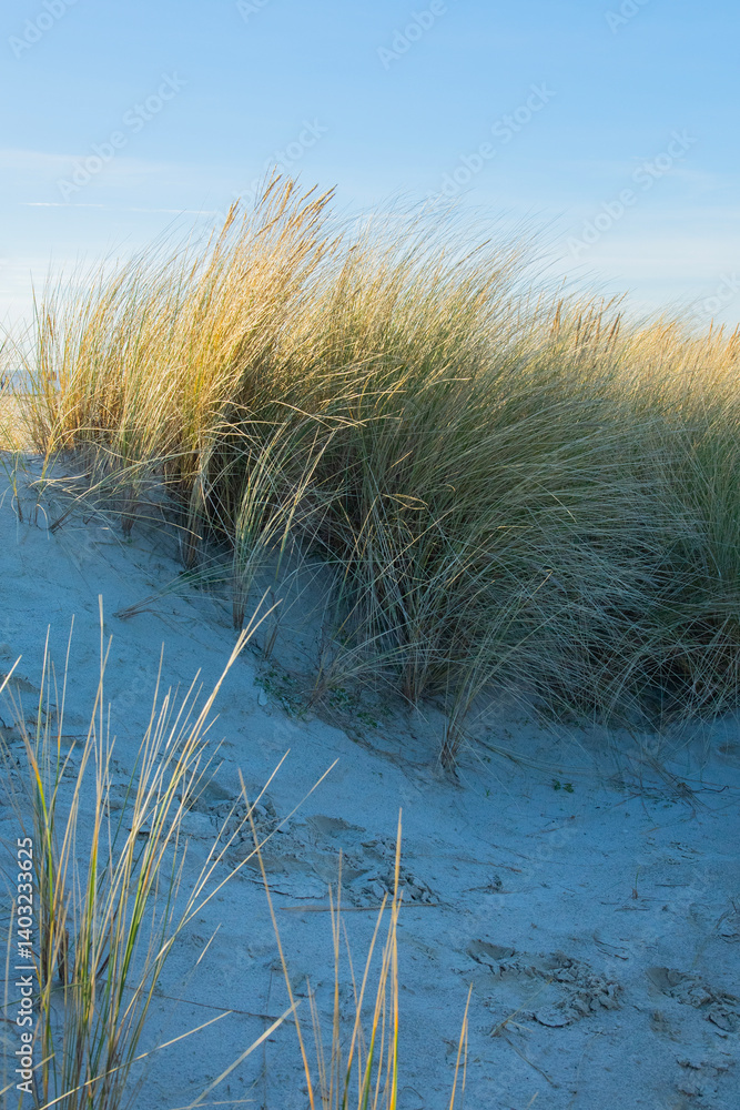 Dünen am Strand von Norddeich Dünen am Strand von Norddeich