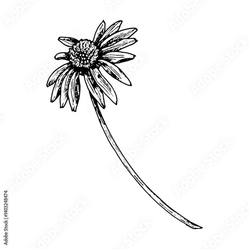 Botanical black and white ink drawing of a wild daisy flower with long curved stem. Hand drawn vintage-style sketch for herbarium, packaging, or natural medicine designs.