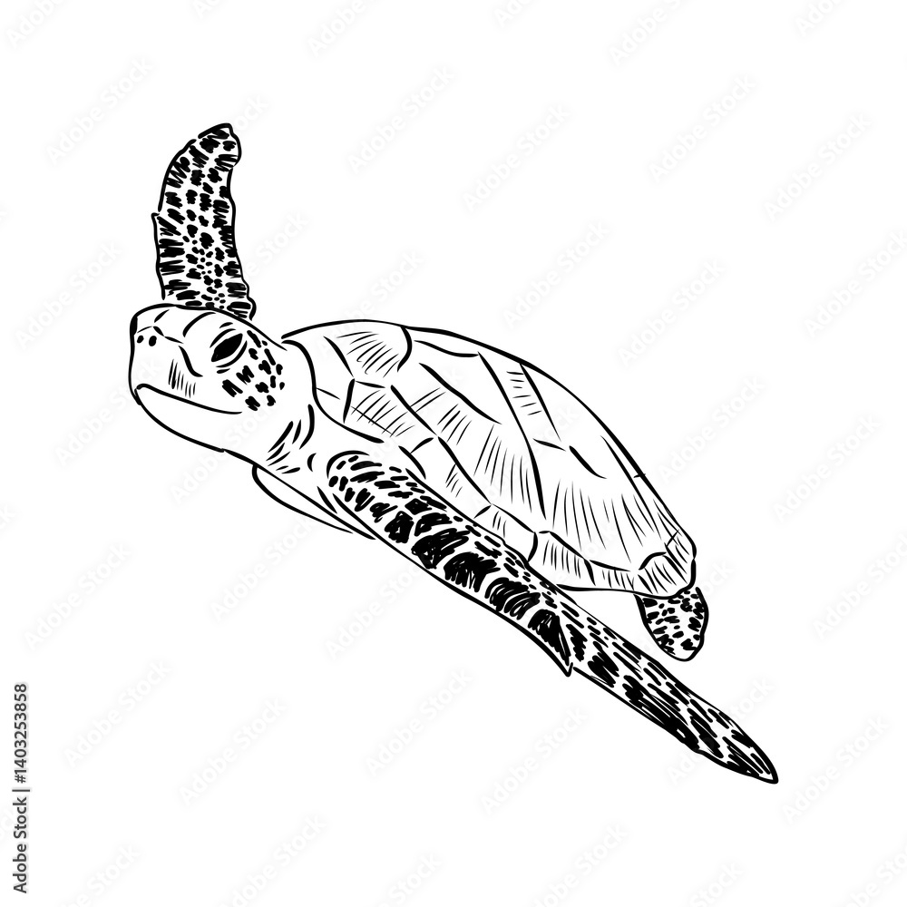 Obraz premium Sea turtle drawing black lines on a white background.