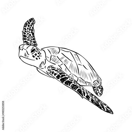 Sea turtle drawing black lines on a white background.