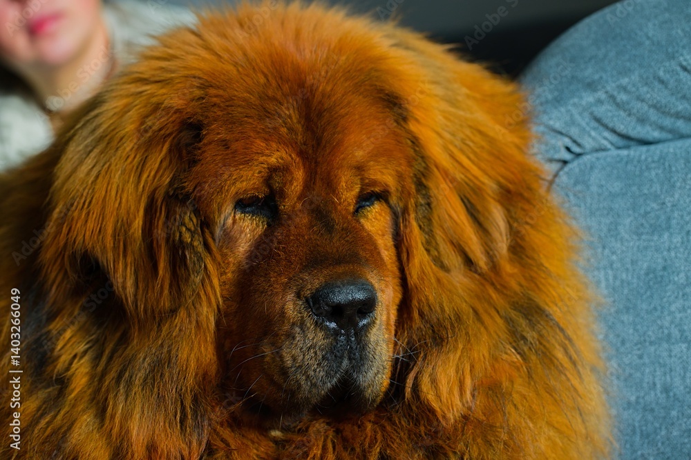Fototapeta premium Calm red Tibetan Mastiff lying on a gray sofa, its dense coat illuminated by daylight.