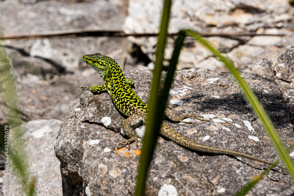 Sicilian wall lizard (Podarcis waglerianus) Sicilian wall lizard (Podarcis waglerianus)