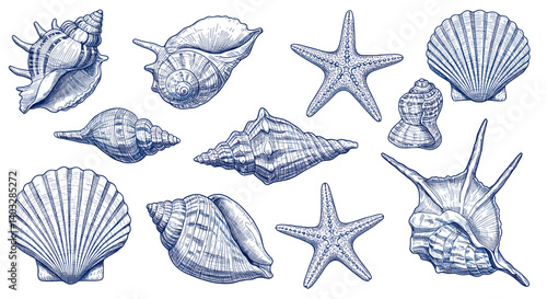 Seashells and Starfish Collection: A delightful collection of detailed seashells and starfish, rendered in a classic blue ink style, perfect for adding a touch of nautical charm to your designs.