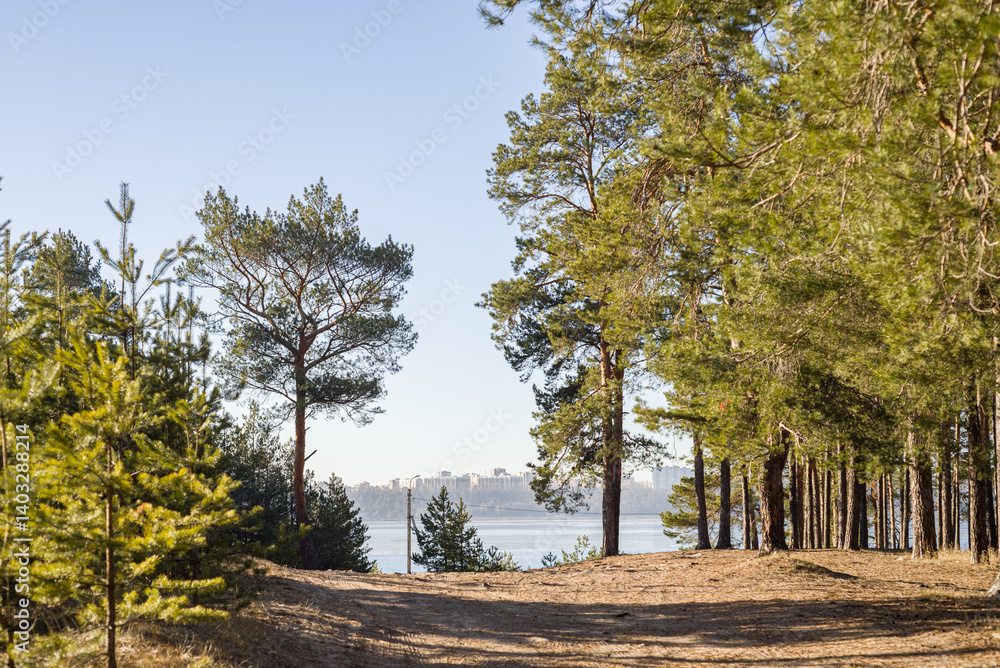 Fototapeta premium Road in a pine forest, a modern city is visible across the river in the distance. Morning sunlight in a pine forest. Rays of sun in a pine forest.
