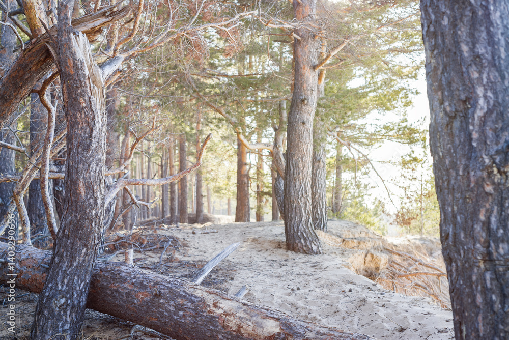 Fototapeta premium Pine trees on the sandy shore. Morning sunlight in the pine forest. Sandy shore.