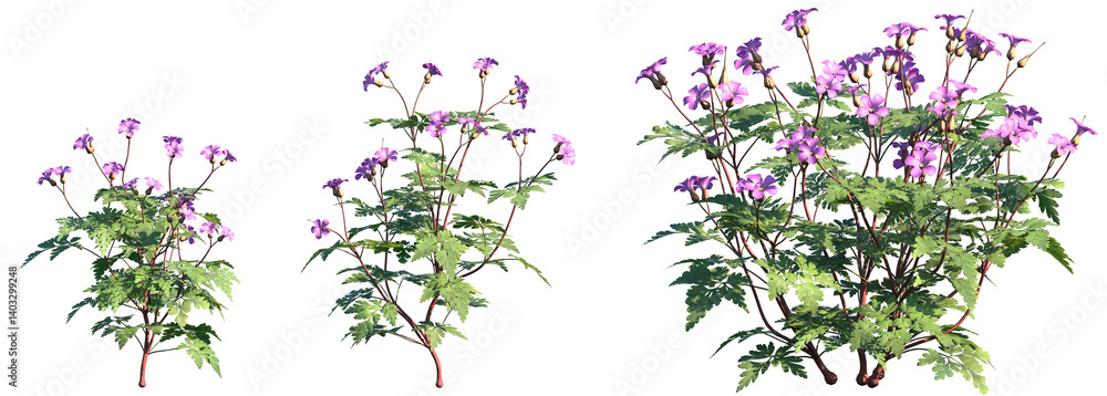 Set of Geranium robertianum (commonly known as herb-robert, Robert's geranium) flowering frontal isolated png on a transparent background perfectly cutout high resolution Set of Geranium robertianum (commonly known as herb-robert, Robert's geranium) flowering frontal isolated png on a transparent background perfectly cutout high resolution