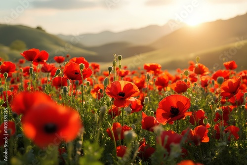 Vibrant fields of poppies at dusk evoking solemn remembrance of Anzac Day