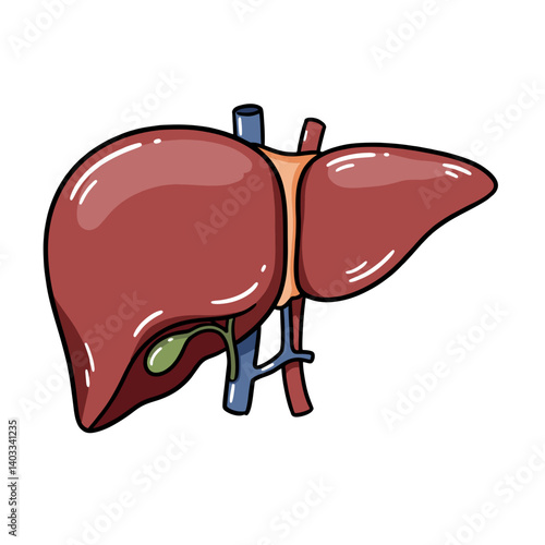 Cartoon illustration of a human liver with gallbladder, concept for medical textbook, infographic, or educational material