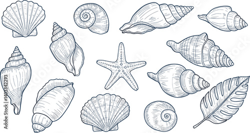 Set of hand drawn seashells drawing ink. Minimalist line art. Summer vacation design elements for trendy prints, label, menu cover.