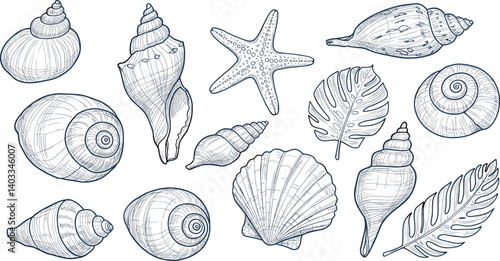 Set of hand drawn seashells drawing ink. Minimalist line art. Summer vacation design elements for trendy prints, label, menu cover. 